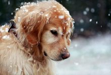 rüyada köpek görmek