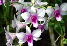 Orkide çiçeği bakımı nasıl yapılır