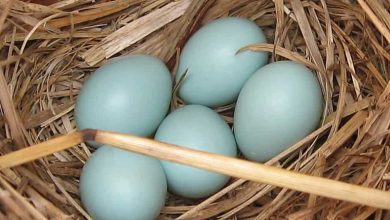 mavi yumurtanın faydaları