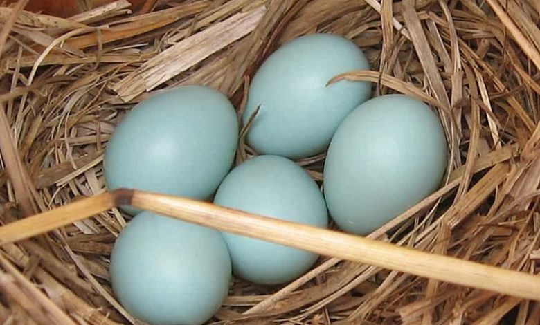 mavi yumurtanın faydaları