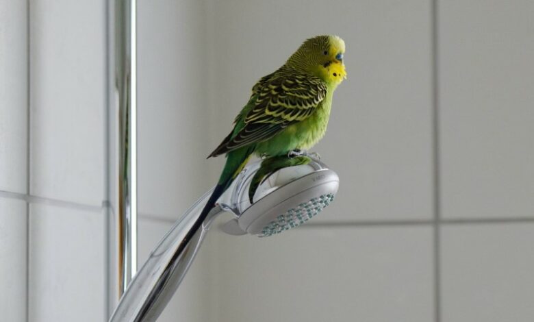 Muhabbet kuşu Banyo Yapmazsa Ne Olur