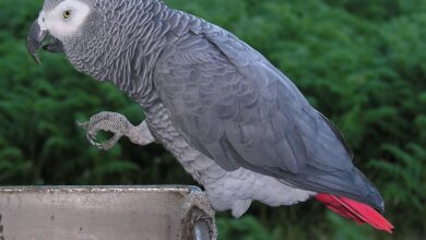 jako papağanı bakımı